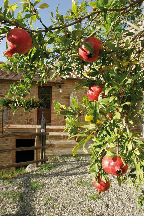 Agriturismo Le Calle Lägenhet Cinigiano Exteriör bild